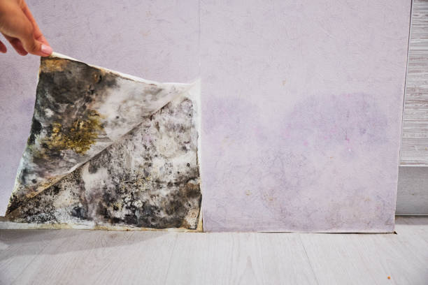 Best Same-Day Mold Removal  in Whiteville, TN